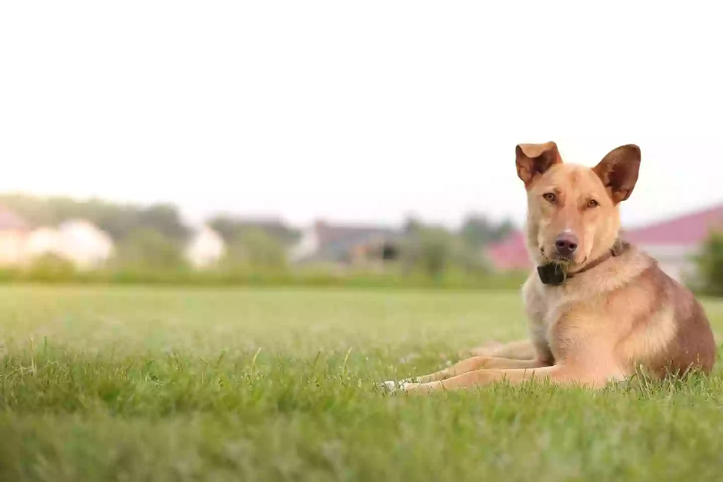 Coddle Creek Animal Hospital