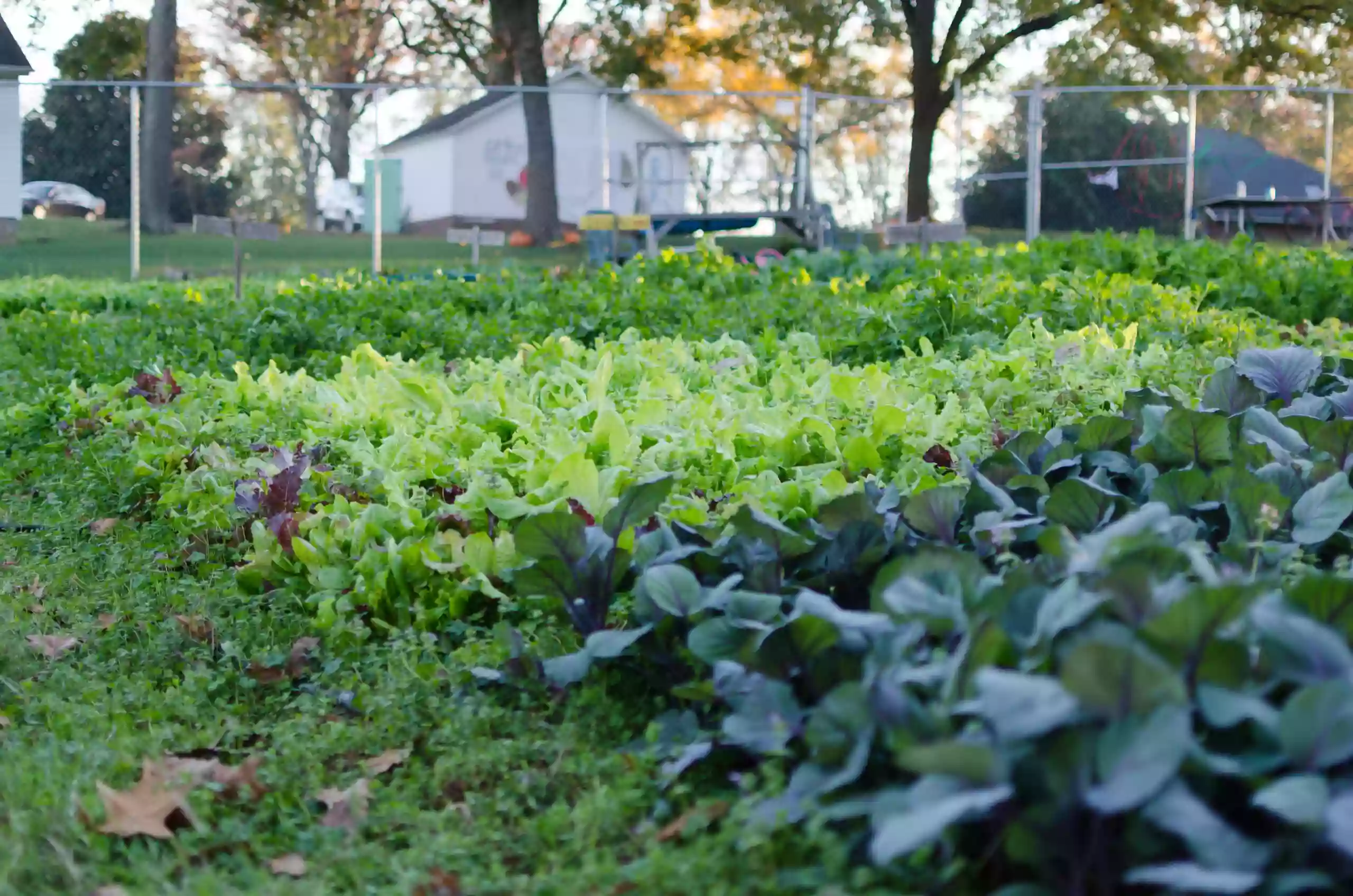 WFU Campus Garden