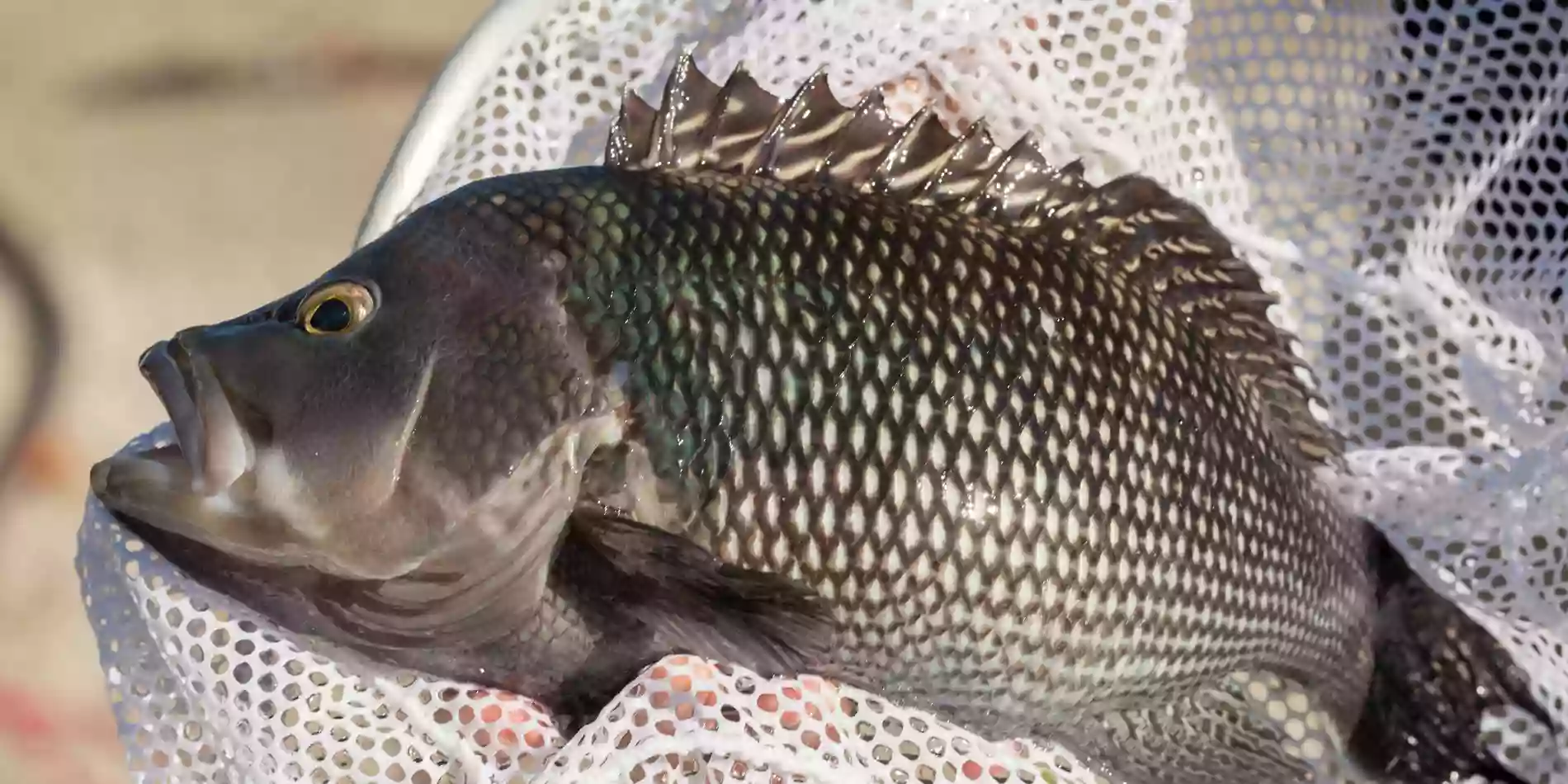 University of North Carolina Wilmington Aquaculture Facility