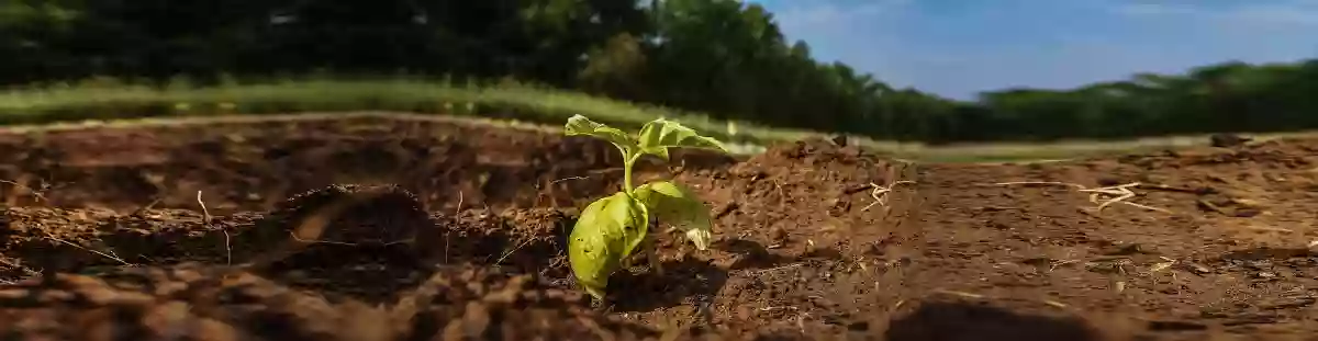 Agroecology Education Farm | NC State Lake Wheeler Road Field Lab