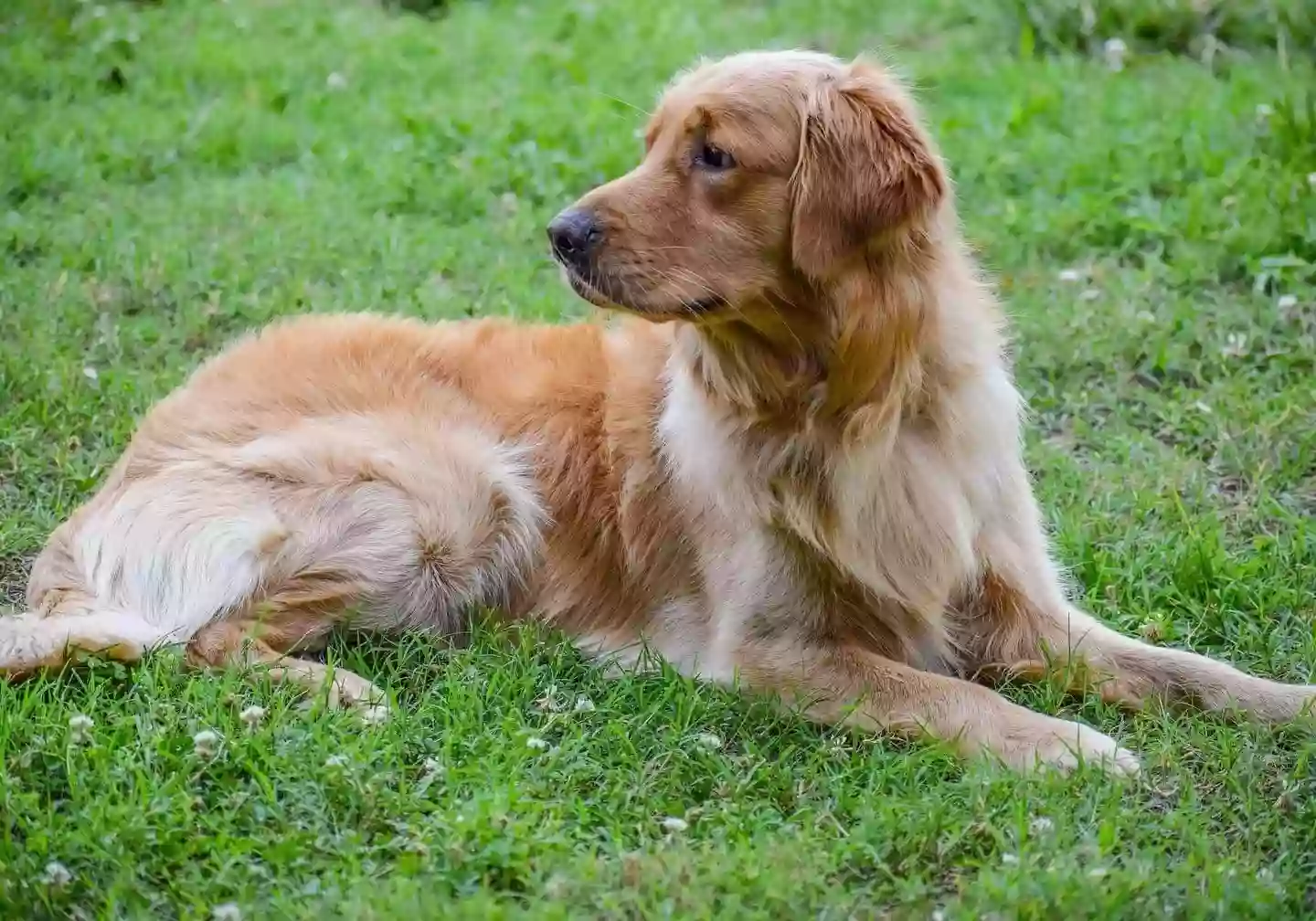 Blue Ridge Canine Academy