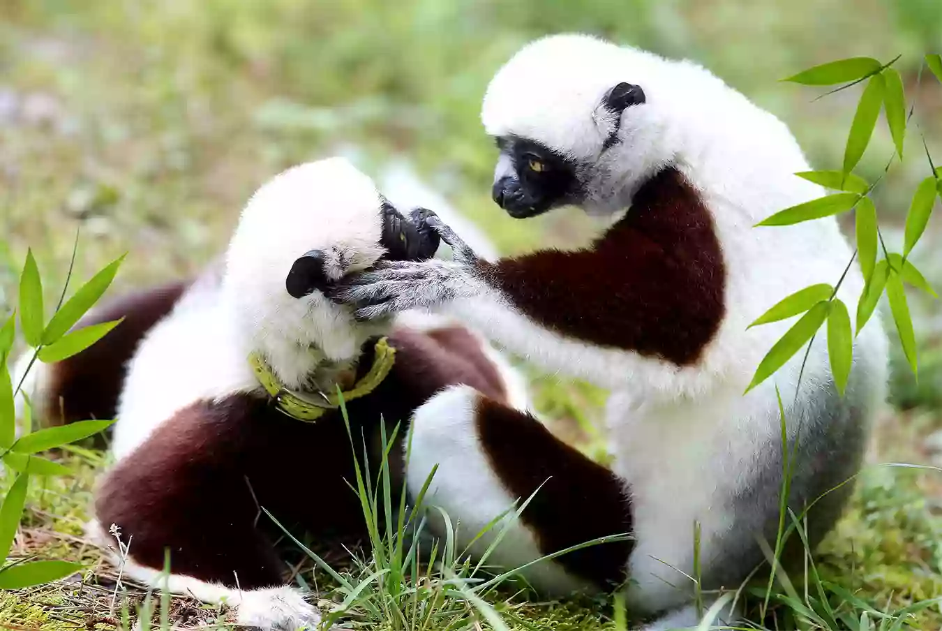 Duke Lemur Center