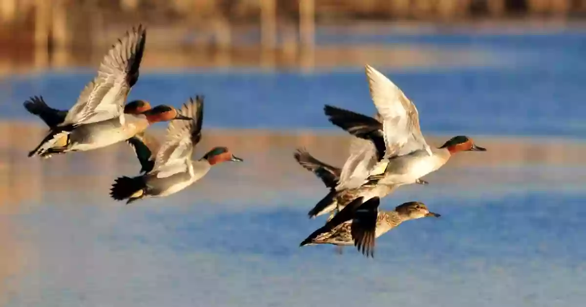 Pee Dee National Wildlife Refuge