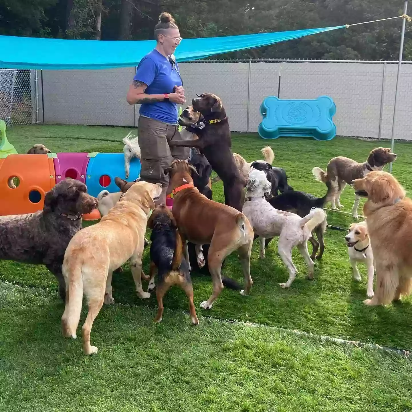 Hound Housing Doggie Daycare LLC