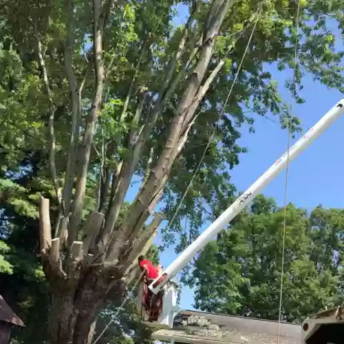 Austin's Tree Service