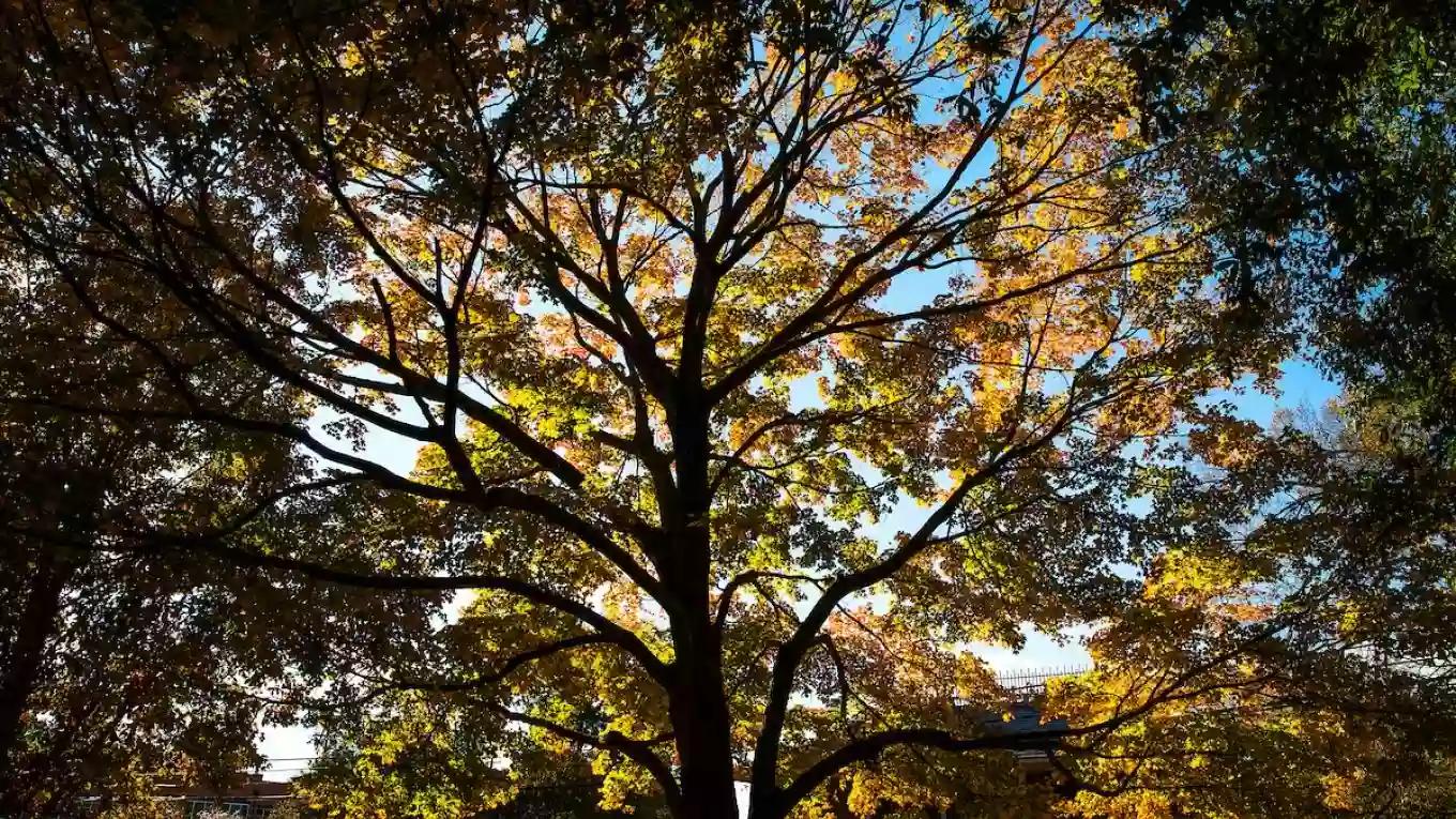 Davidson College Arboretum