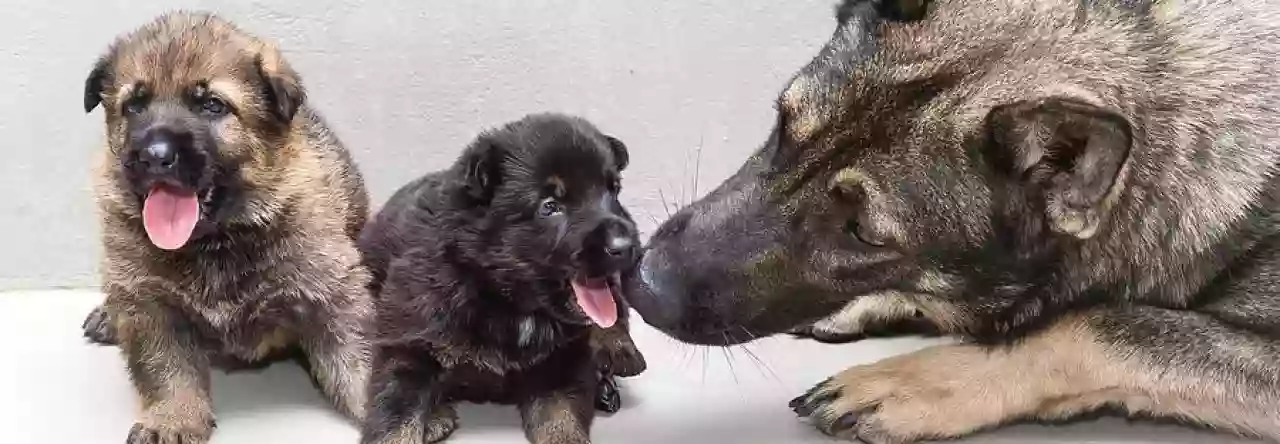 German Shepherd Puppies NC