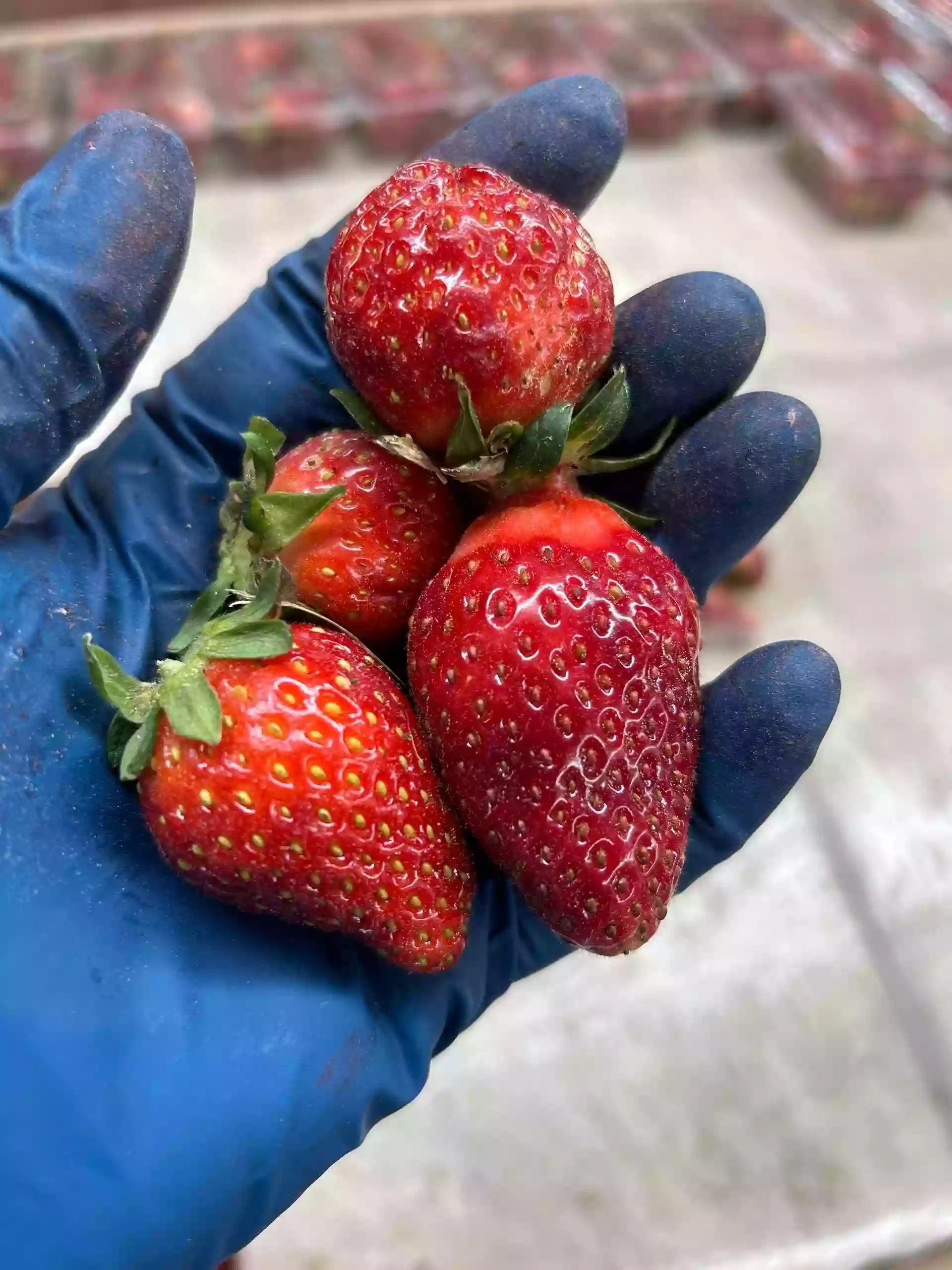 Indigo Farms Market