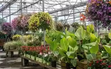 Avery Creek Nursery