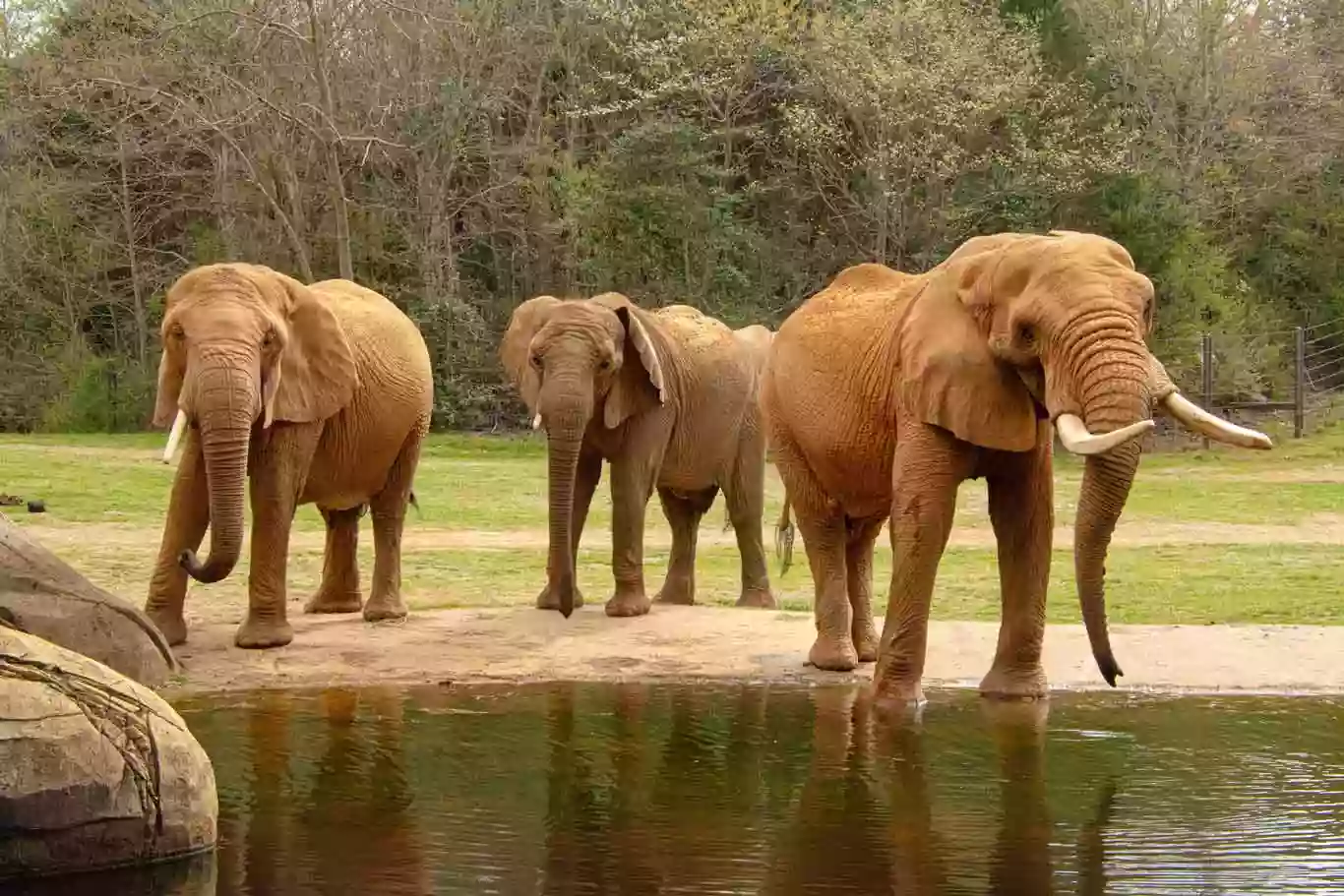 Elephant Exhibit