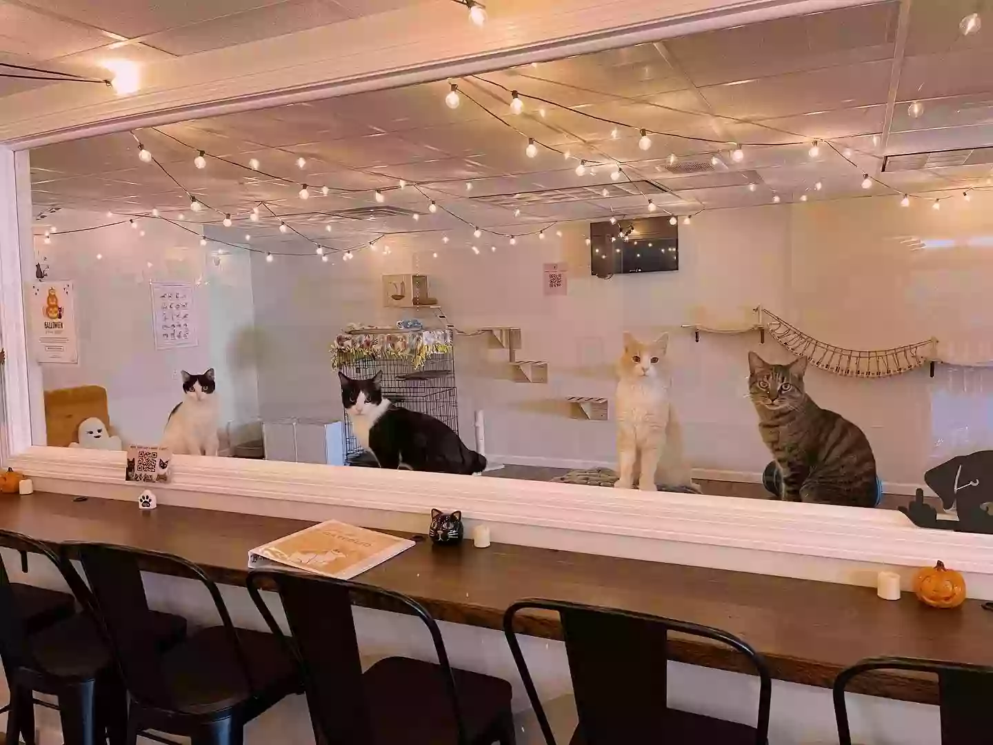 Tabby & Fidos Cat Cafe