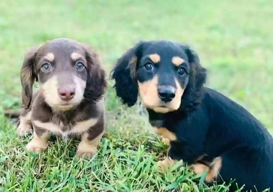 North Fork Doxies