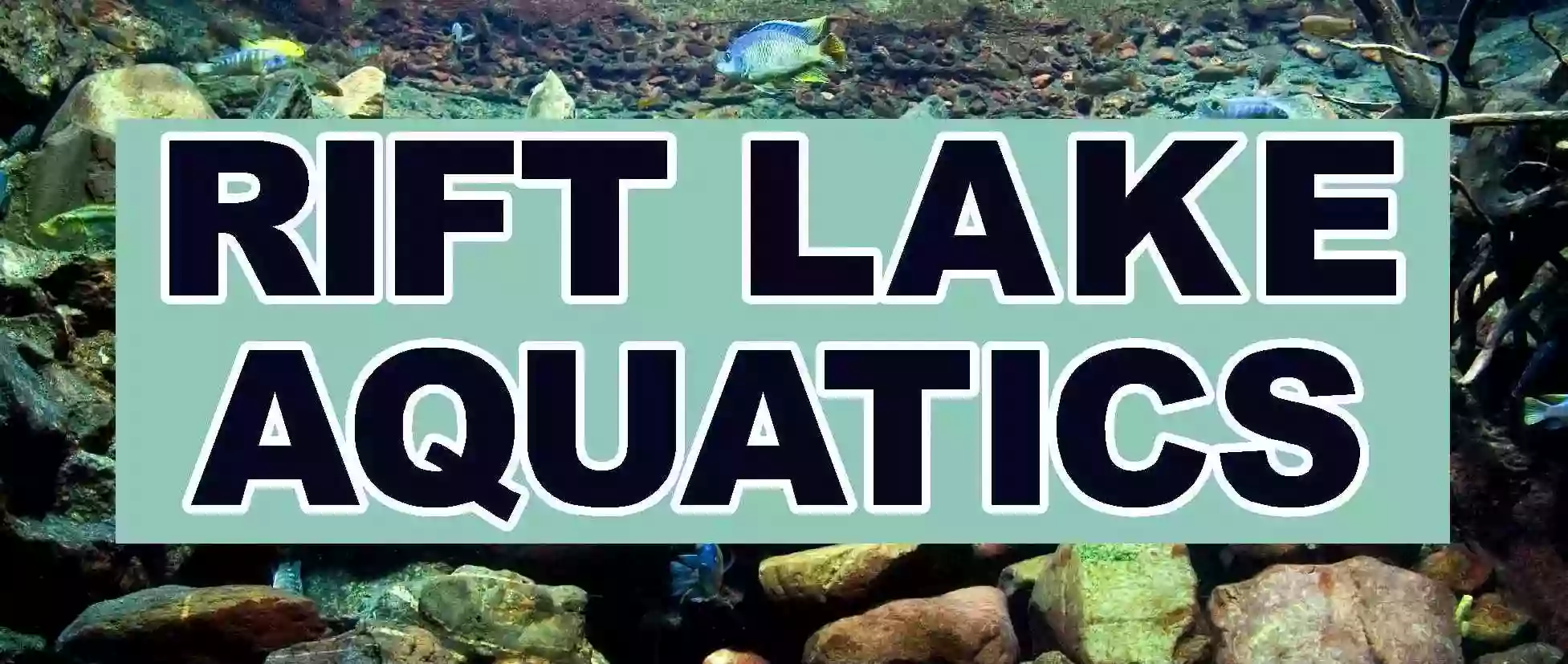 Rift Lake Aquatics