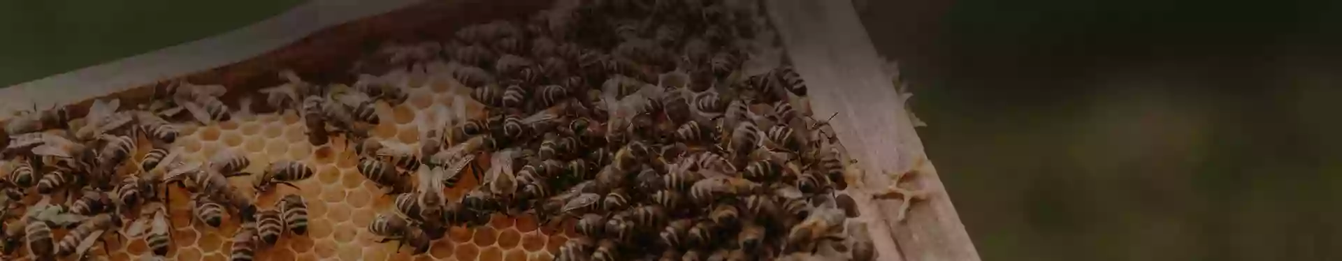 HoneyBee School