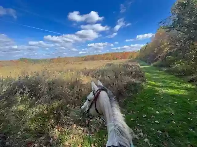 Sugar Sky Equine