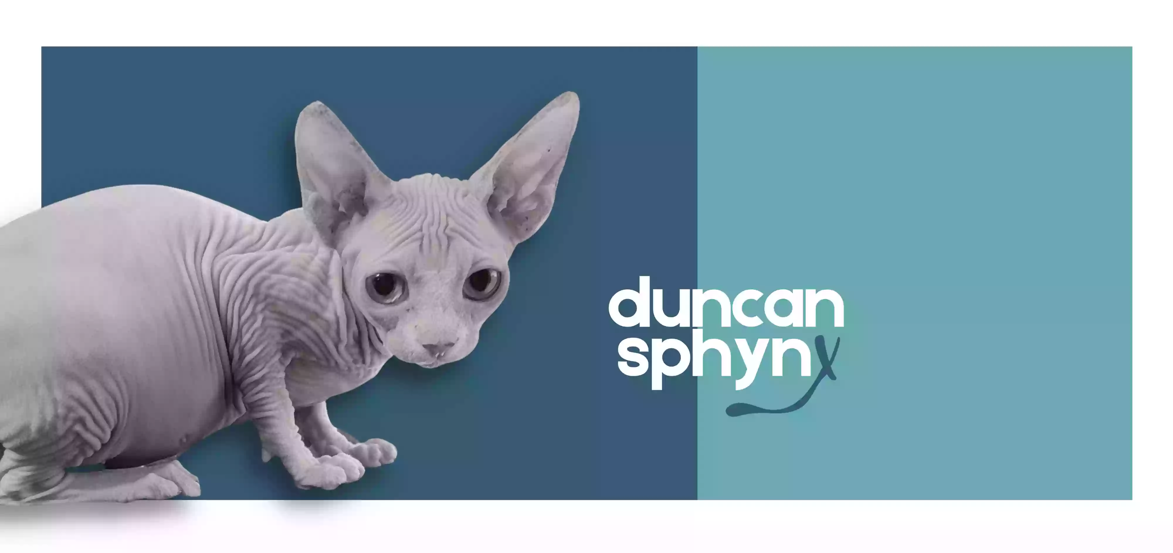 Duncan Sphynx Cattery