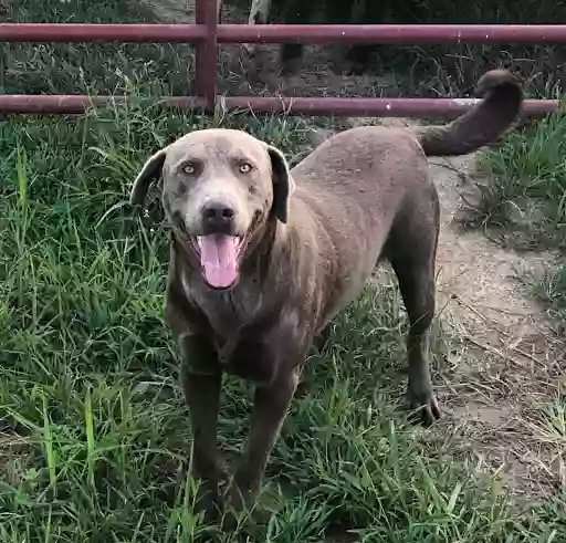 Pearl's TLC Boarding Kennel