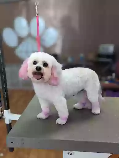 Pawsitively Pampered Pooch