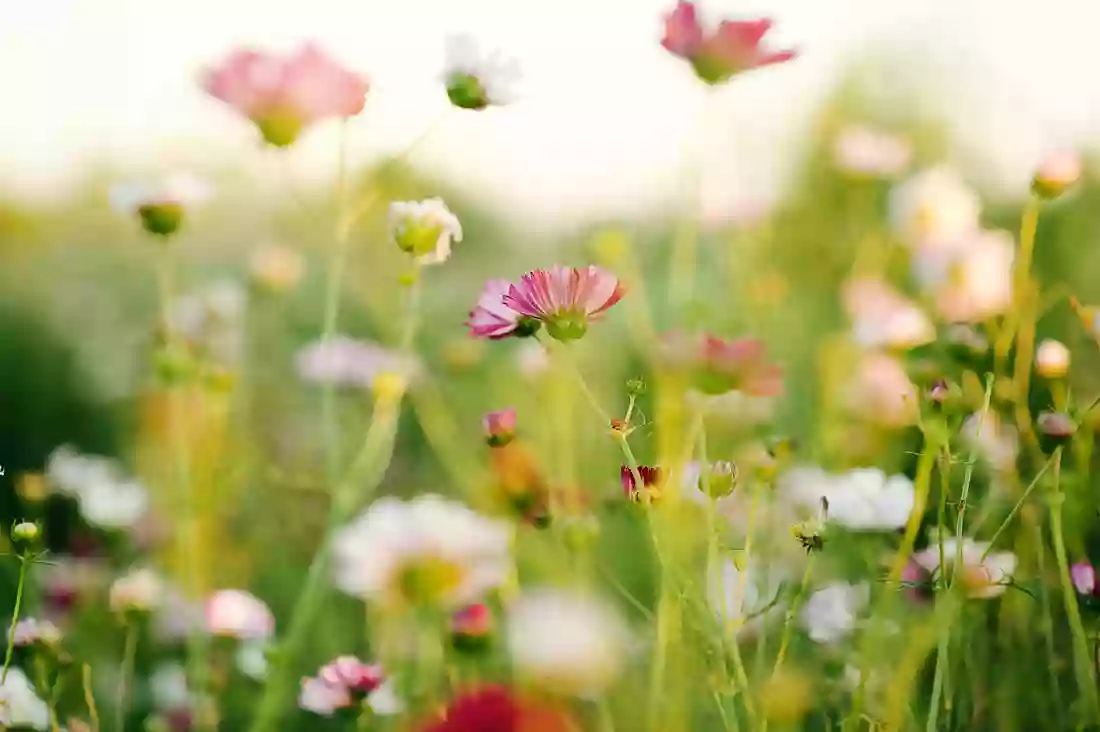 Farmhouse blooms