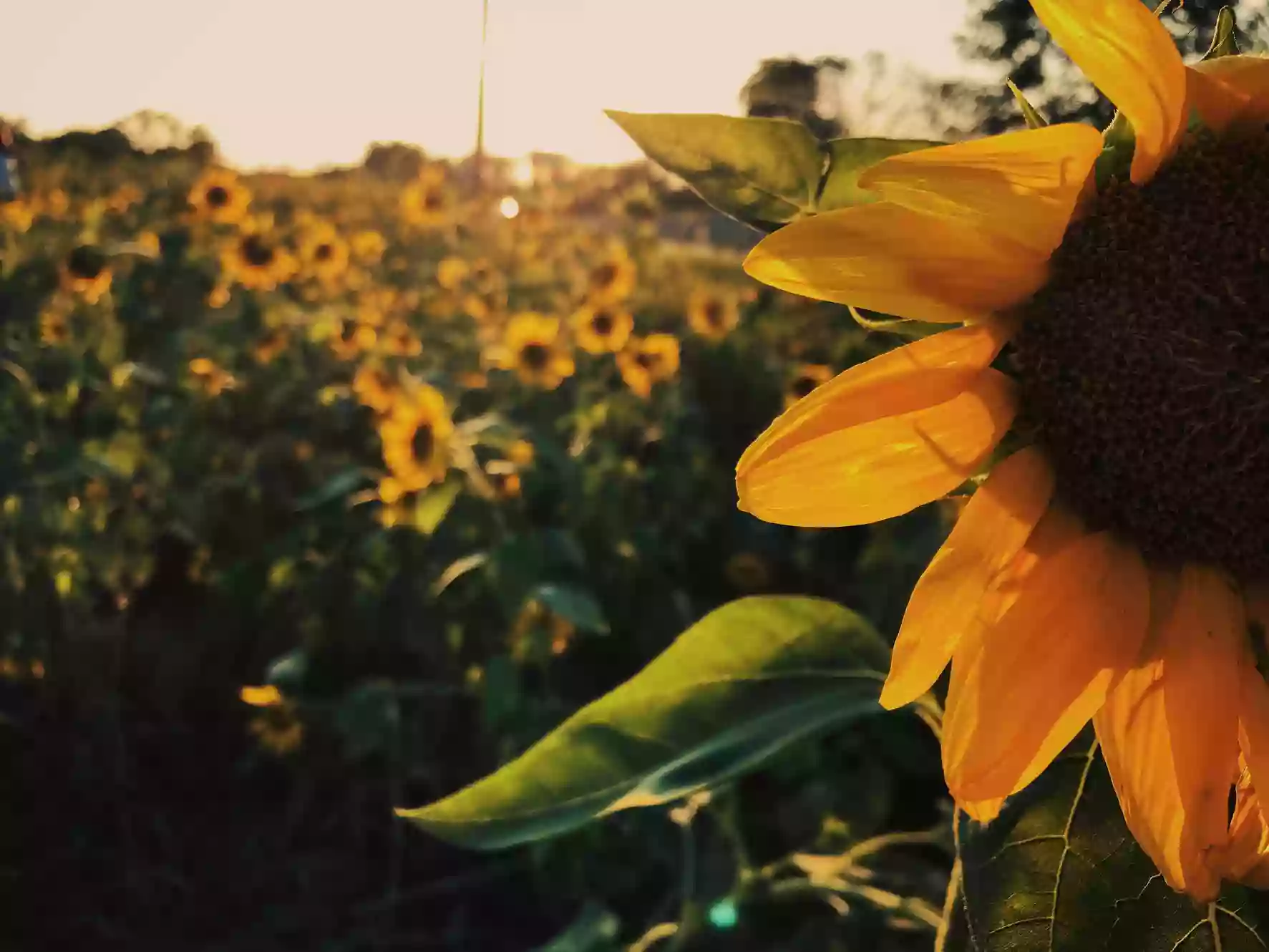 Sunflower Tax Service