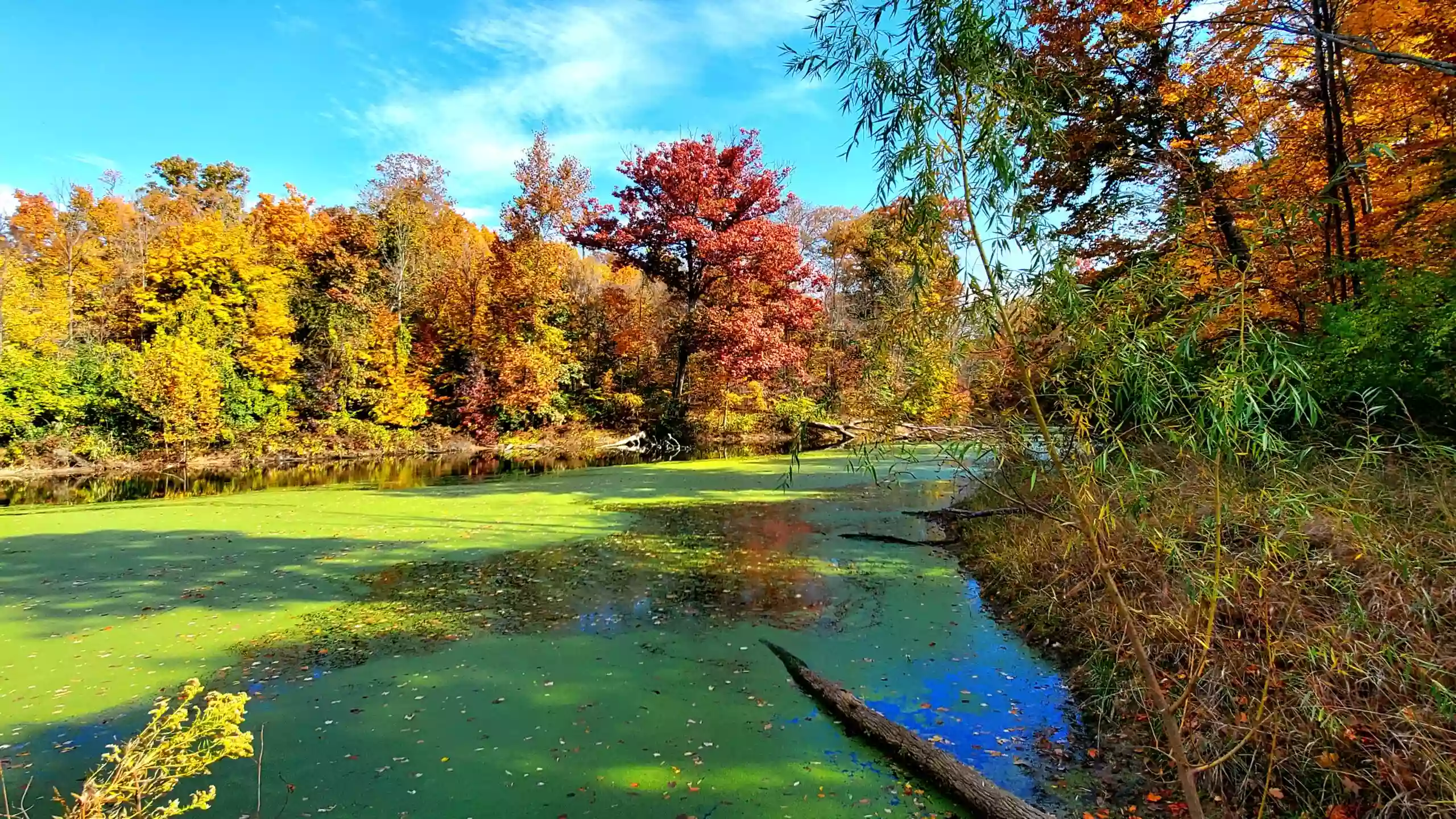 Emily Traphagen Park