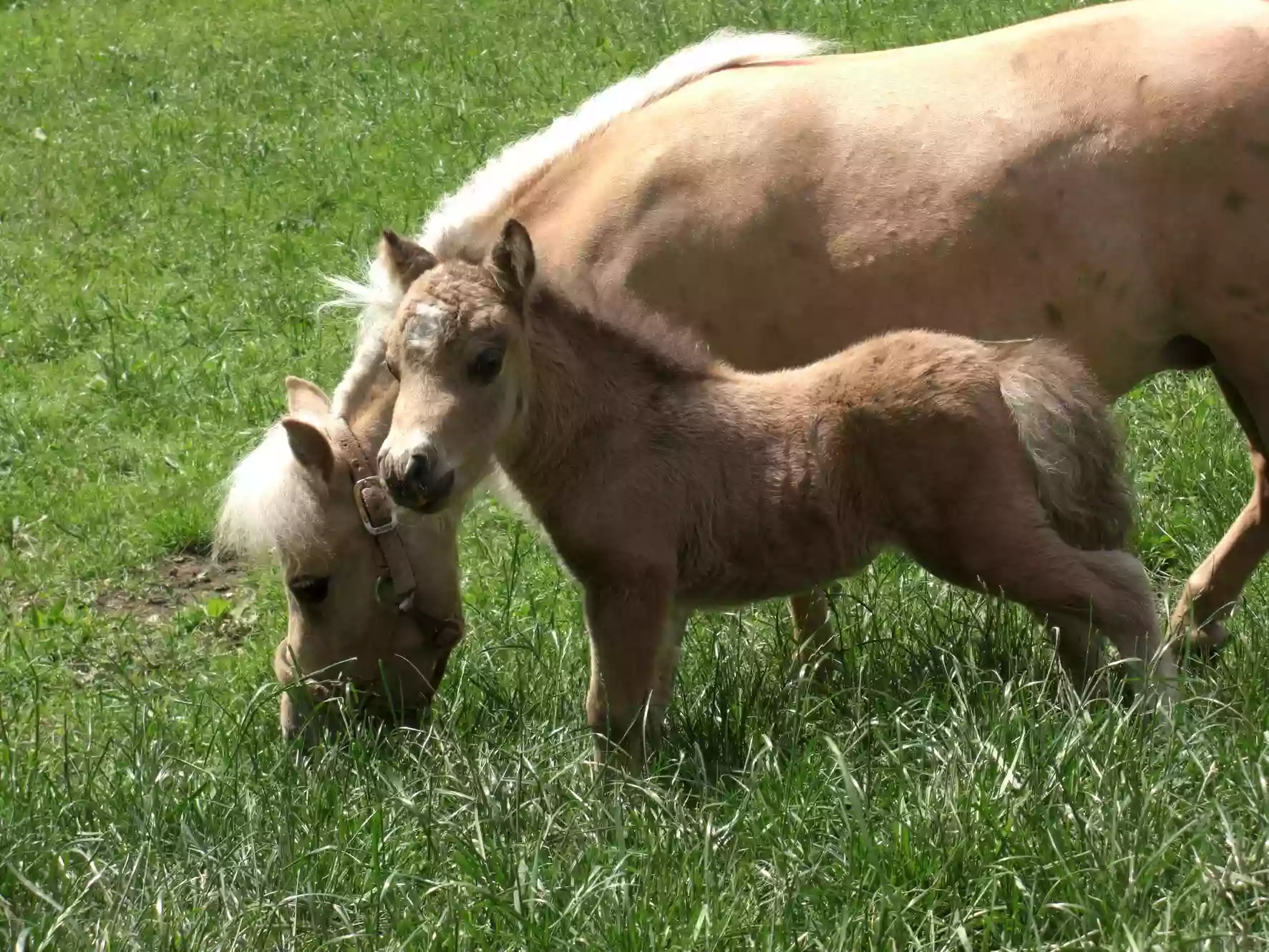 Oak Hollow Farm - Miniature Horses