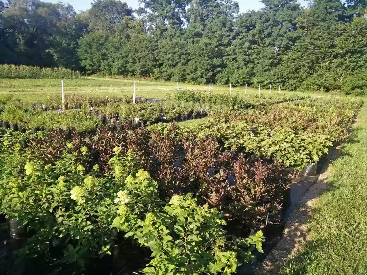 Spring Gardens Plant Farm