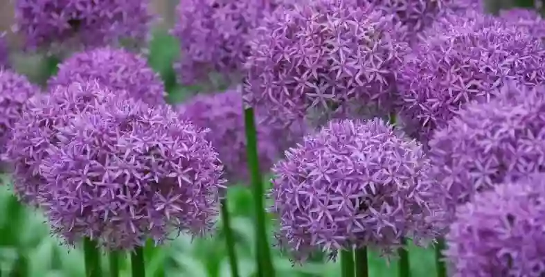 Allium Naturopathic Health