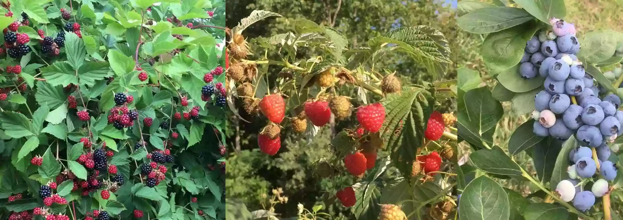 Winkel berry farm