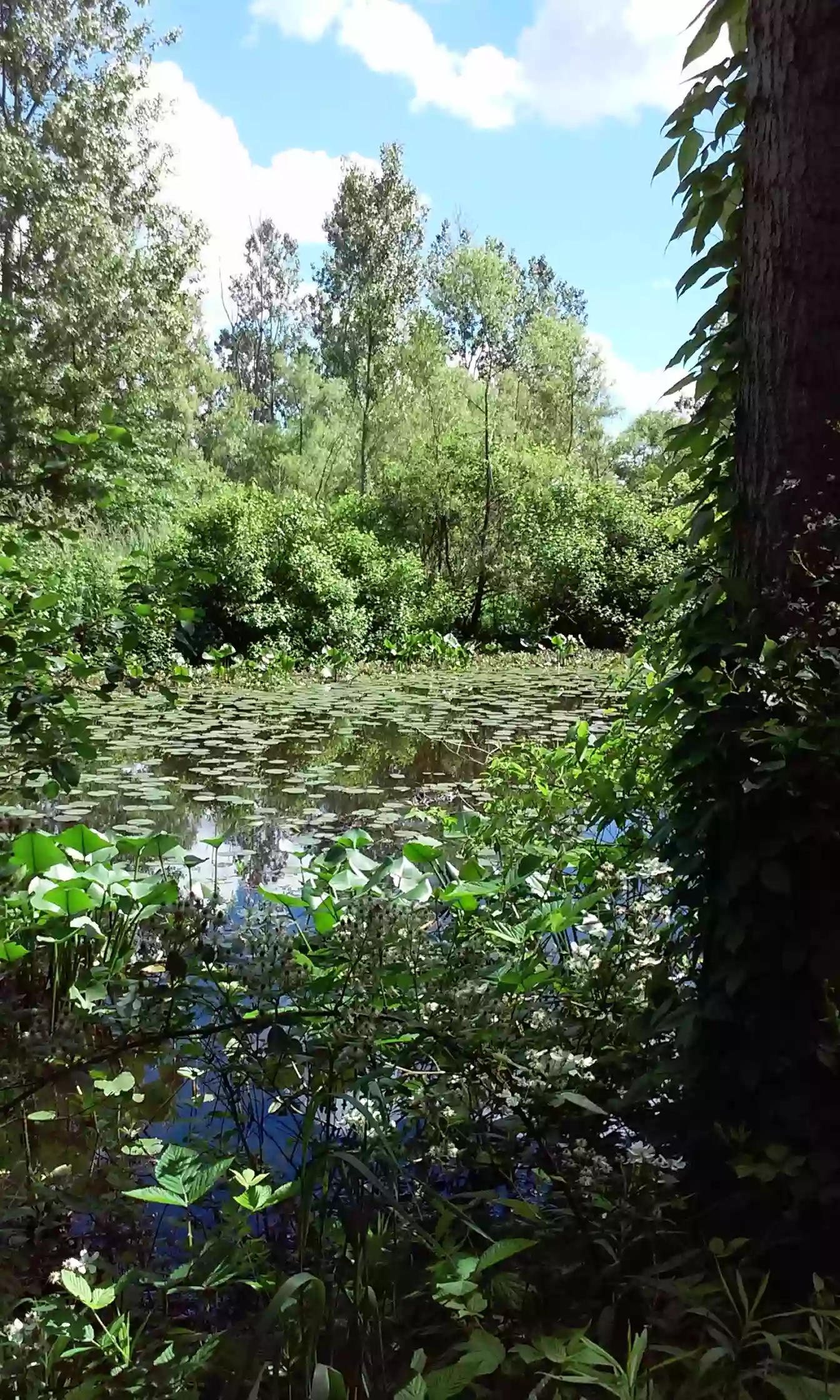 Eyring Wetlands Preserve Metropark