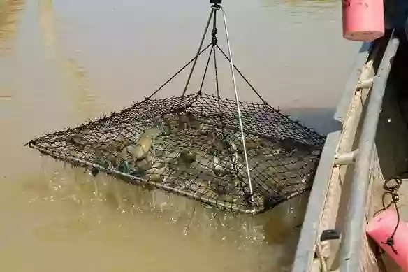 Crawfish School