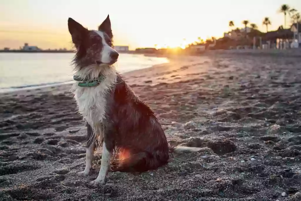 Bayshore Animal Hospital