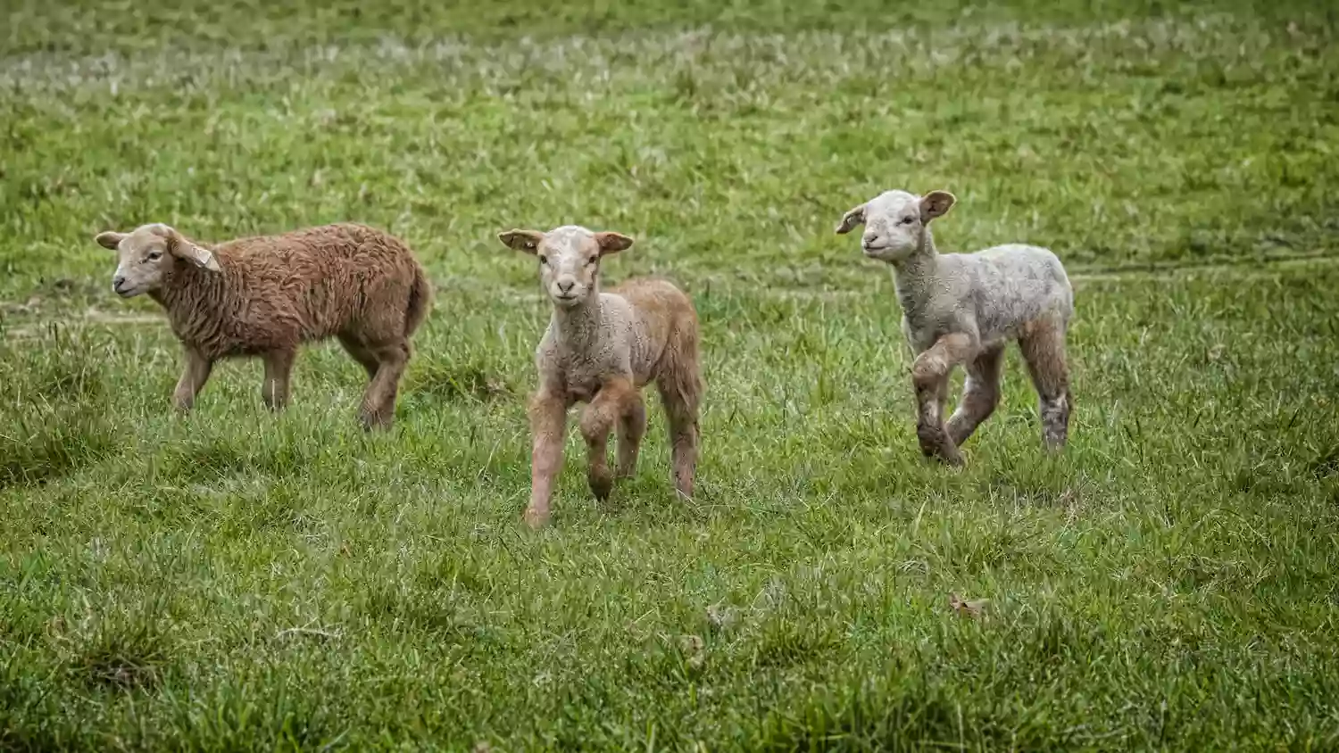 Leaping Lamb Farm