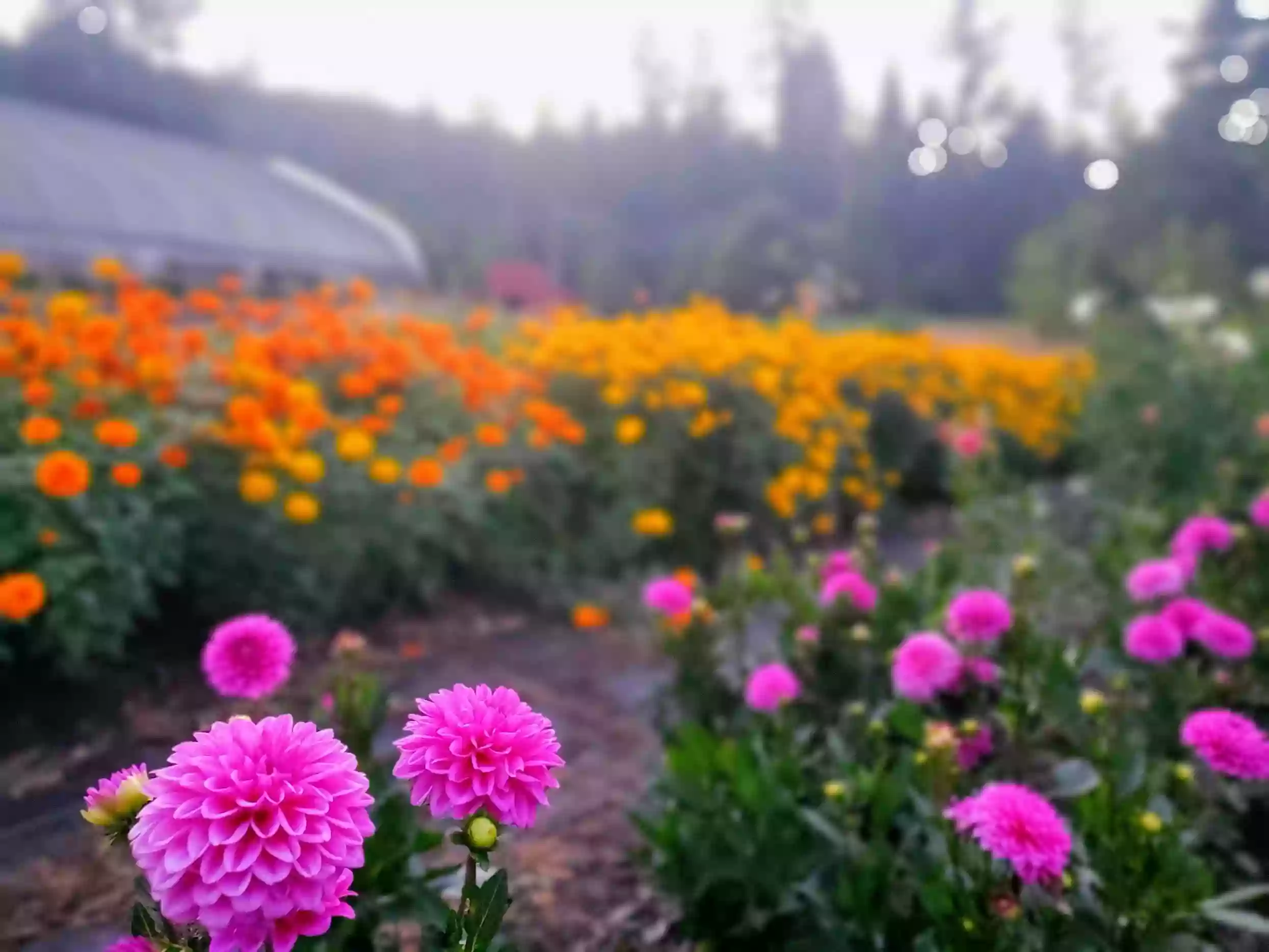 A to Z Flower Farm