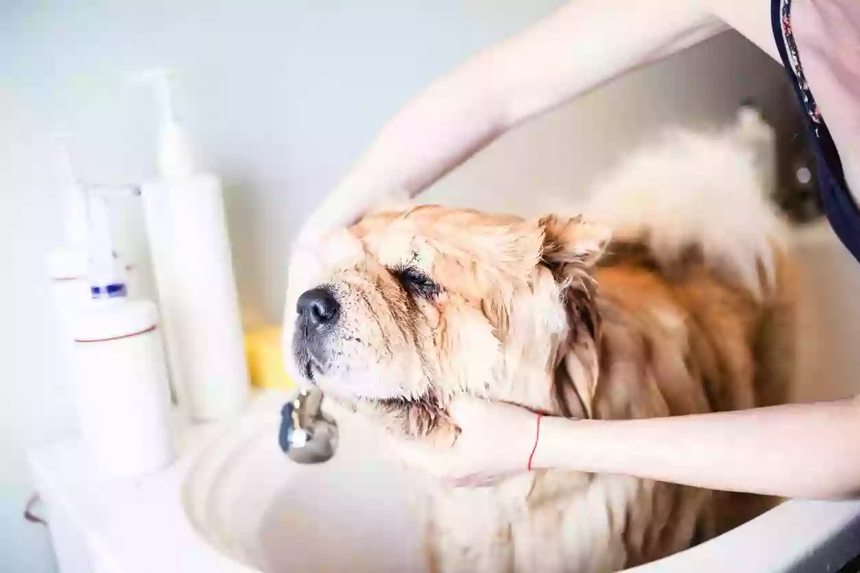 Urban Tails Grooming