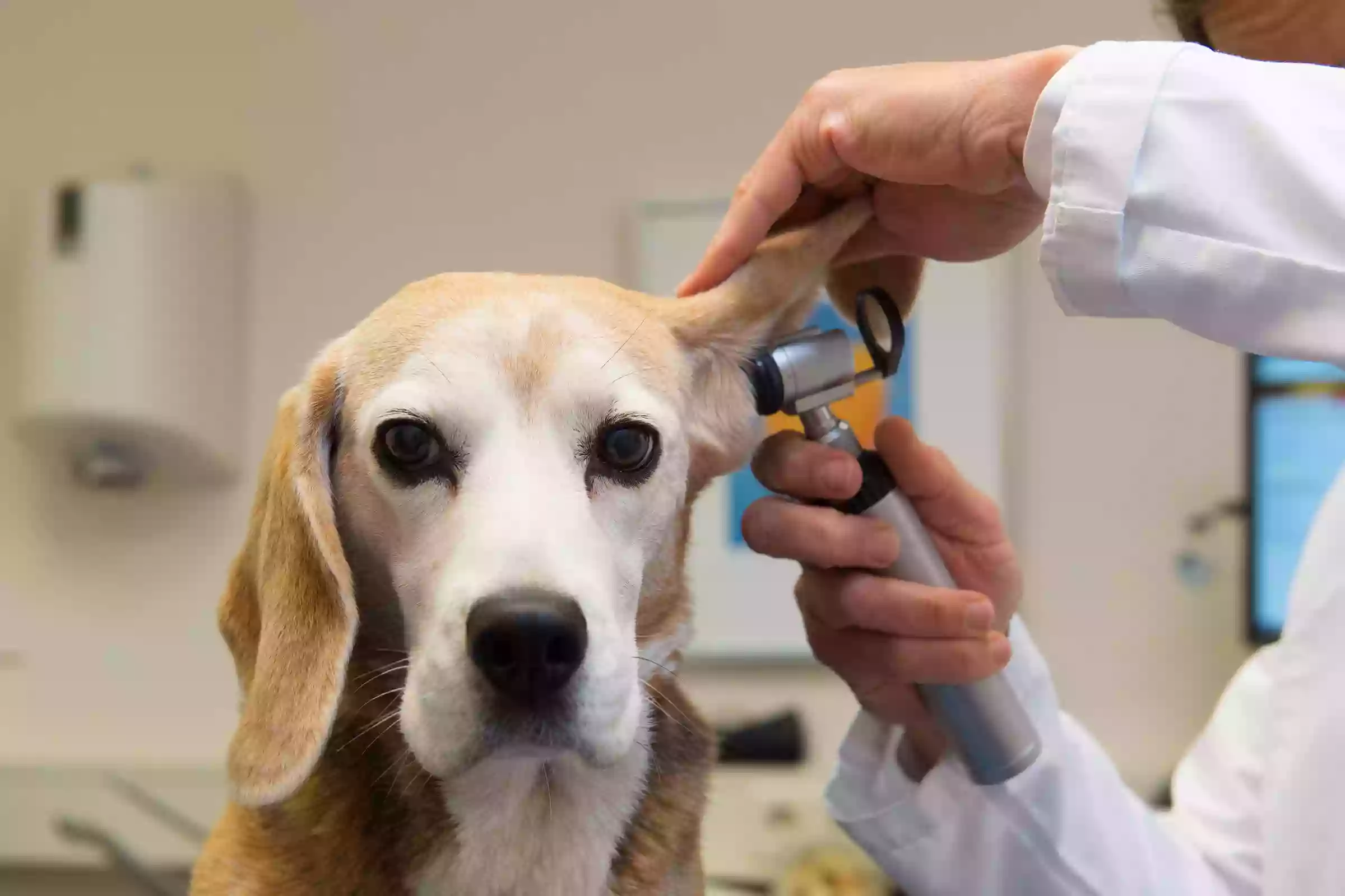 East Bradford Veterinary Hospital