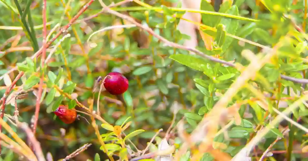 Tannersville Cranberry Bog Preserve