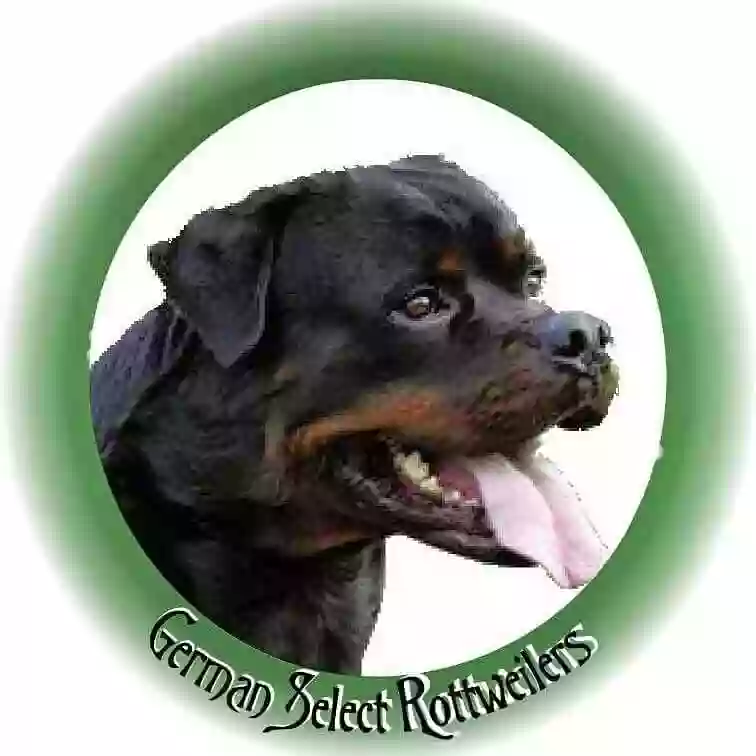 German Select Rottweilers