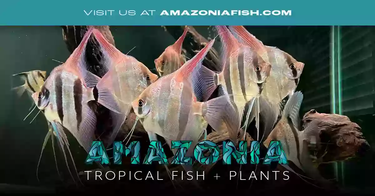 Amazonia Tropical Fish LLC