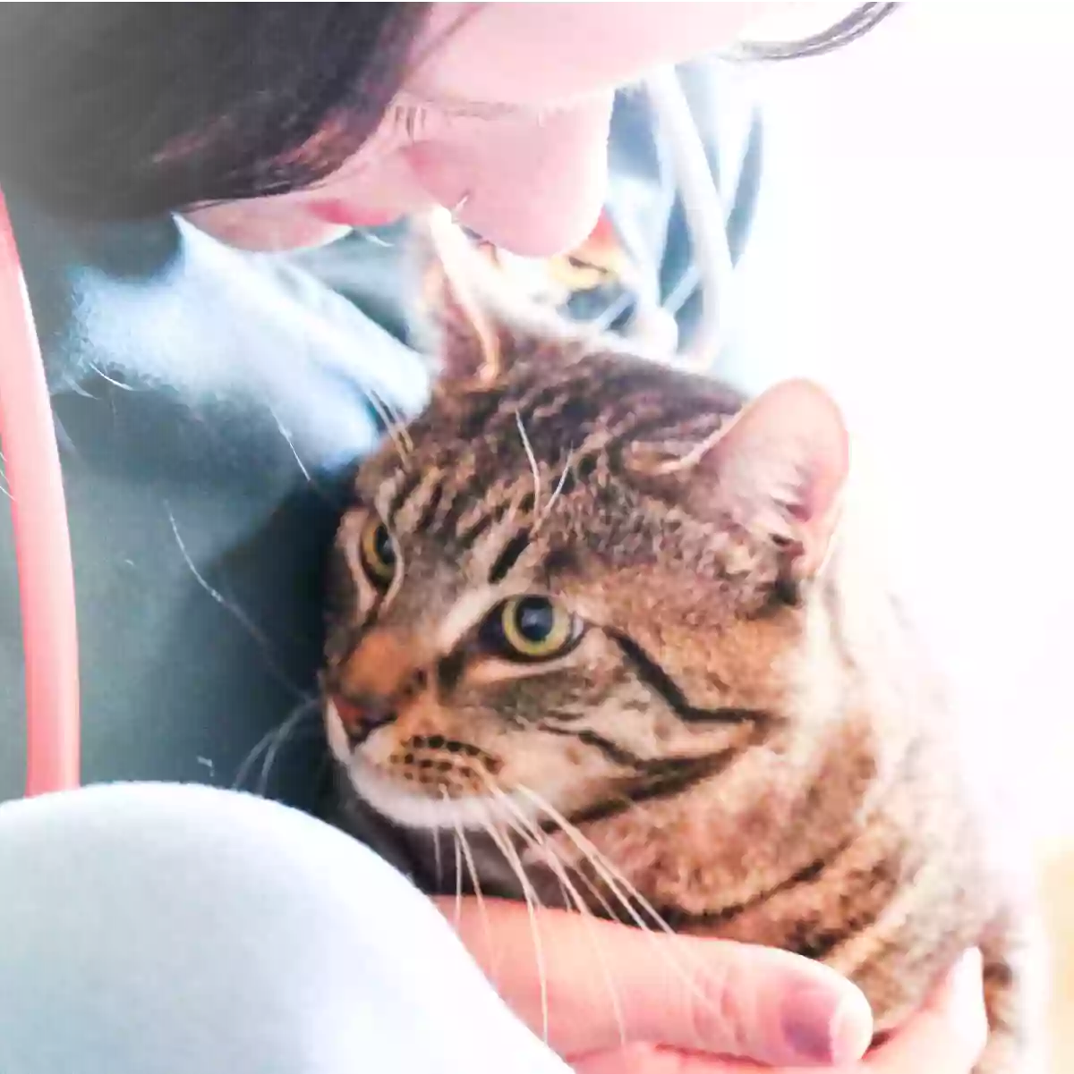 Dublin Veterinary Hospital