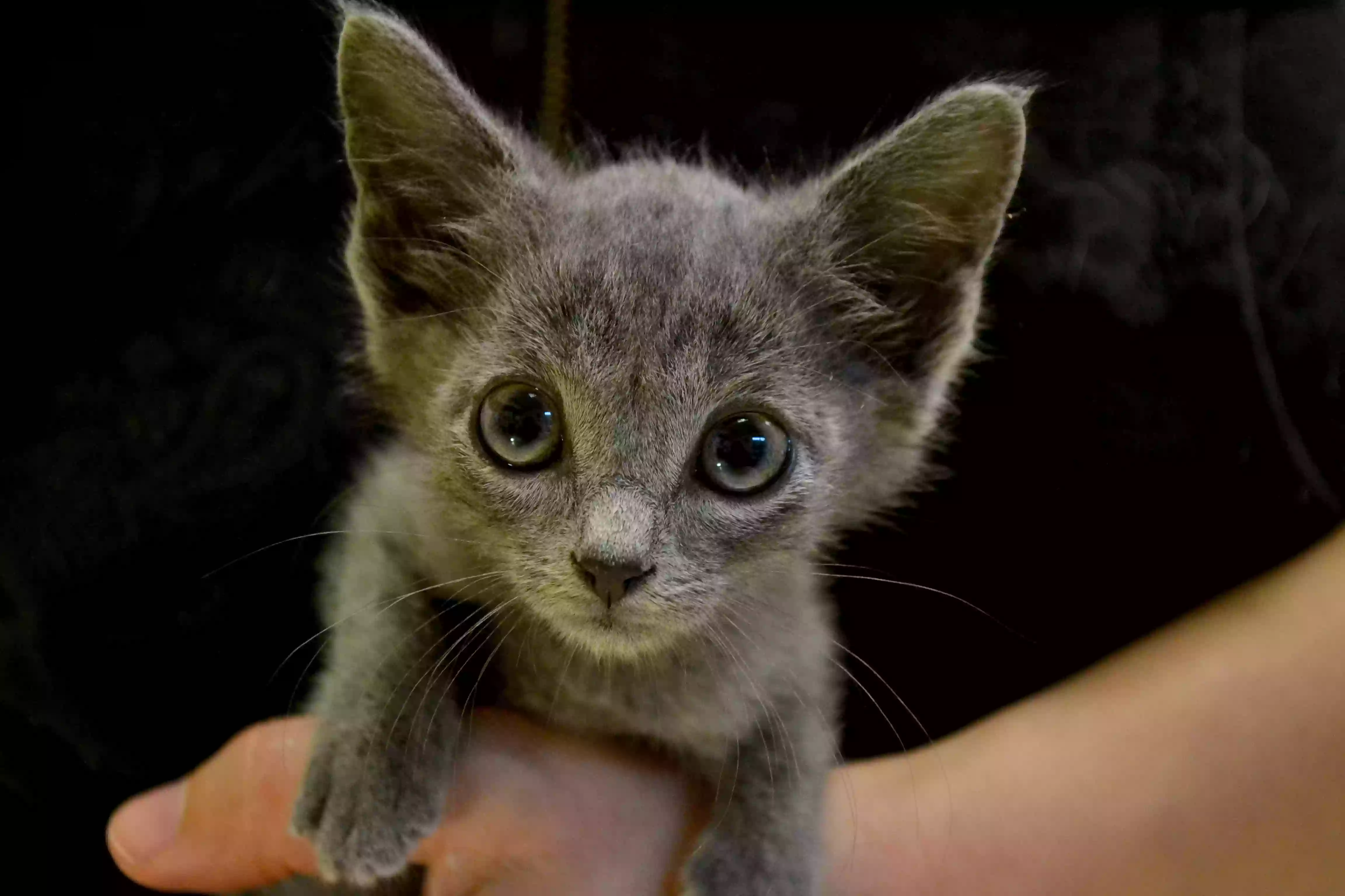 Animal Friends Howard Ash Animal Wellness Center