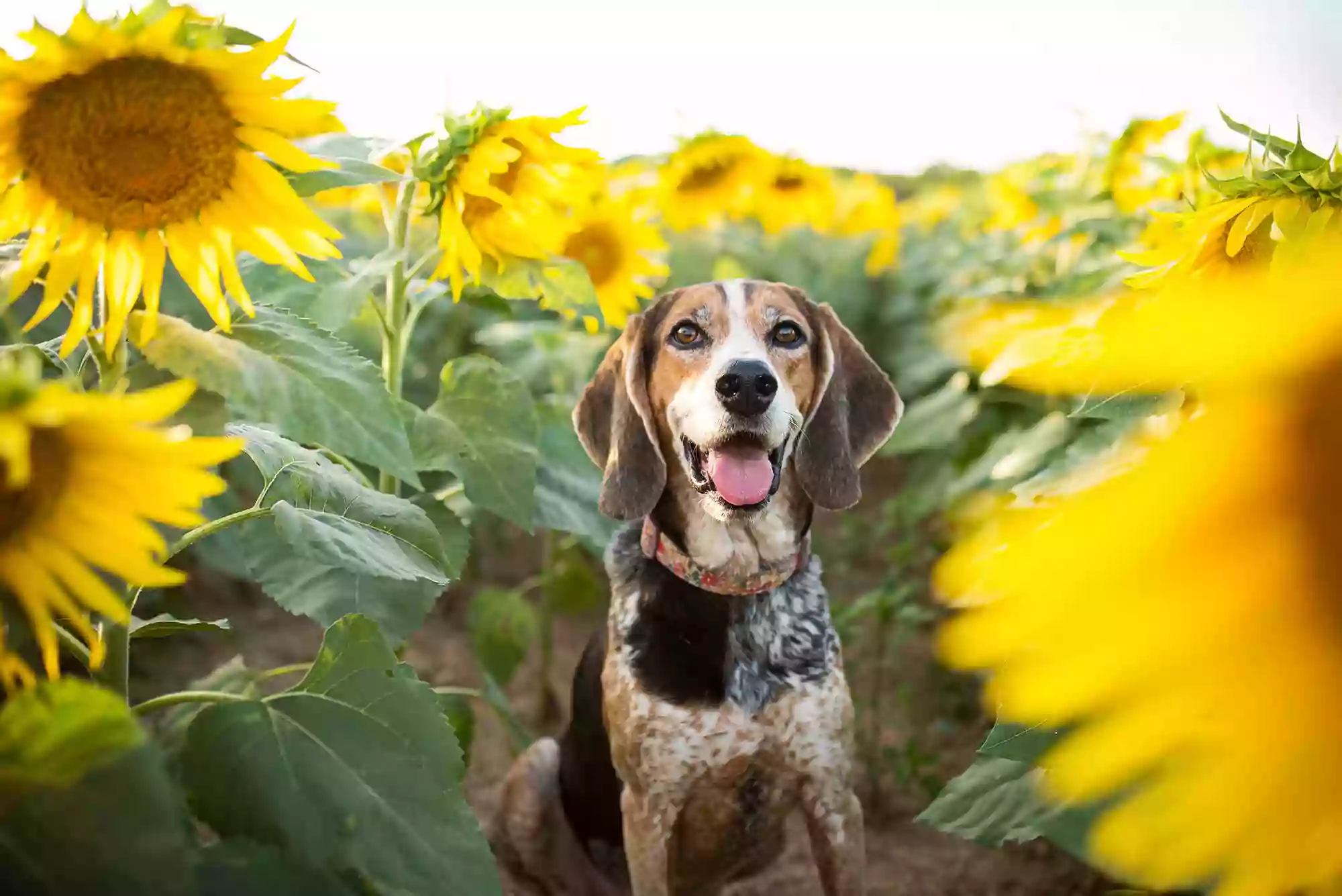 Sunflower Veterinary Center