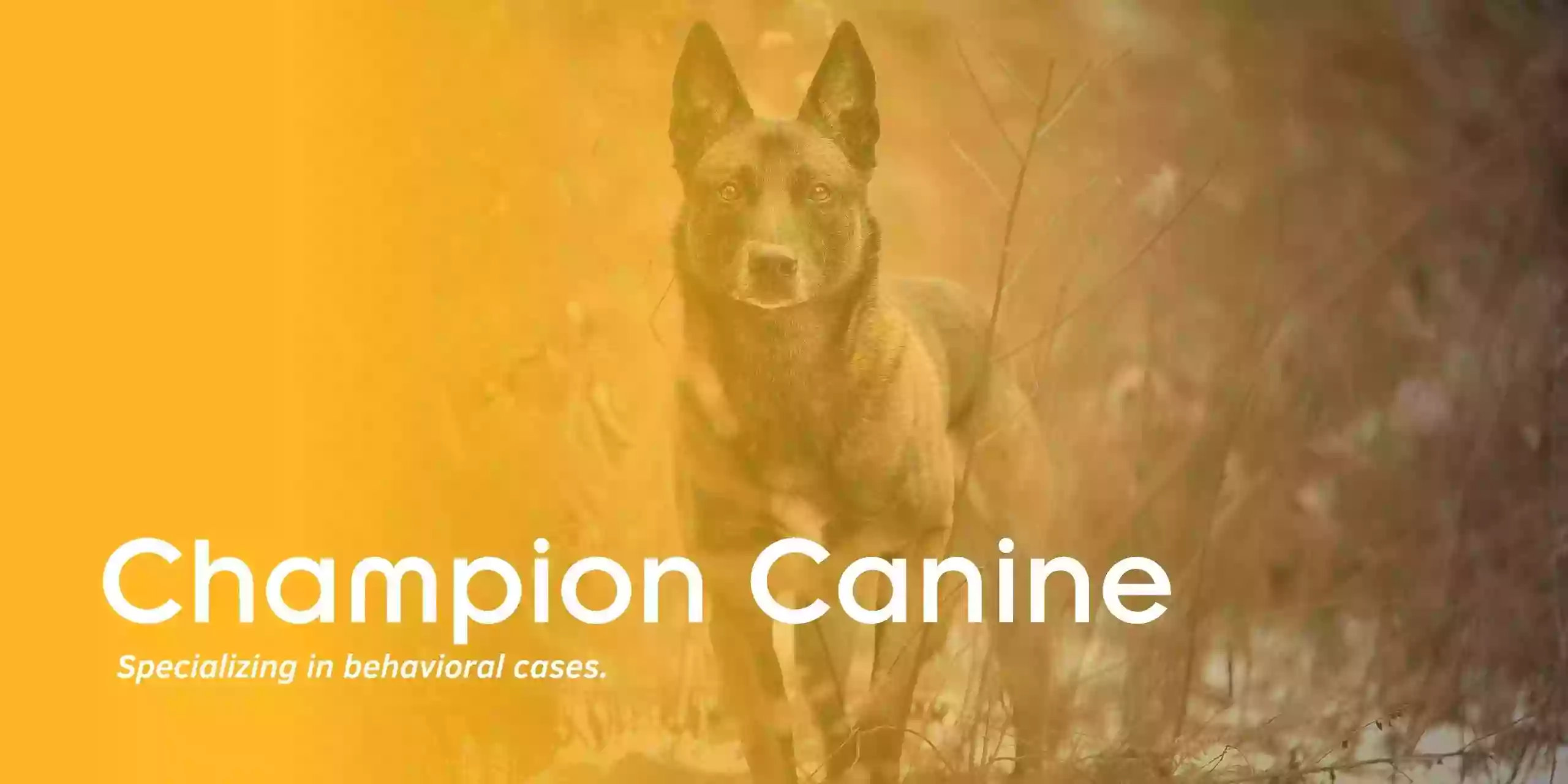 Champion Canine