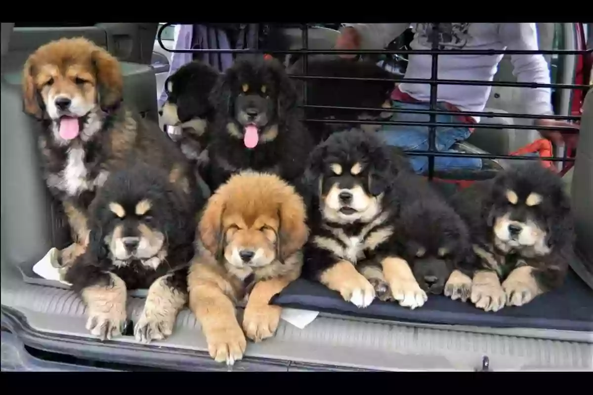 Endless Mountain Tibetan Mastiffs