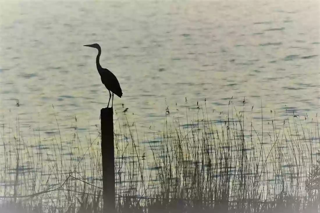 Tina Shea, Heron Counseling