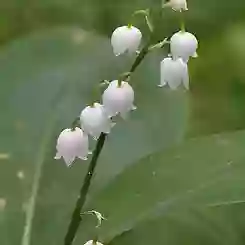 Lilly of the Valley Gut Health