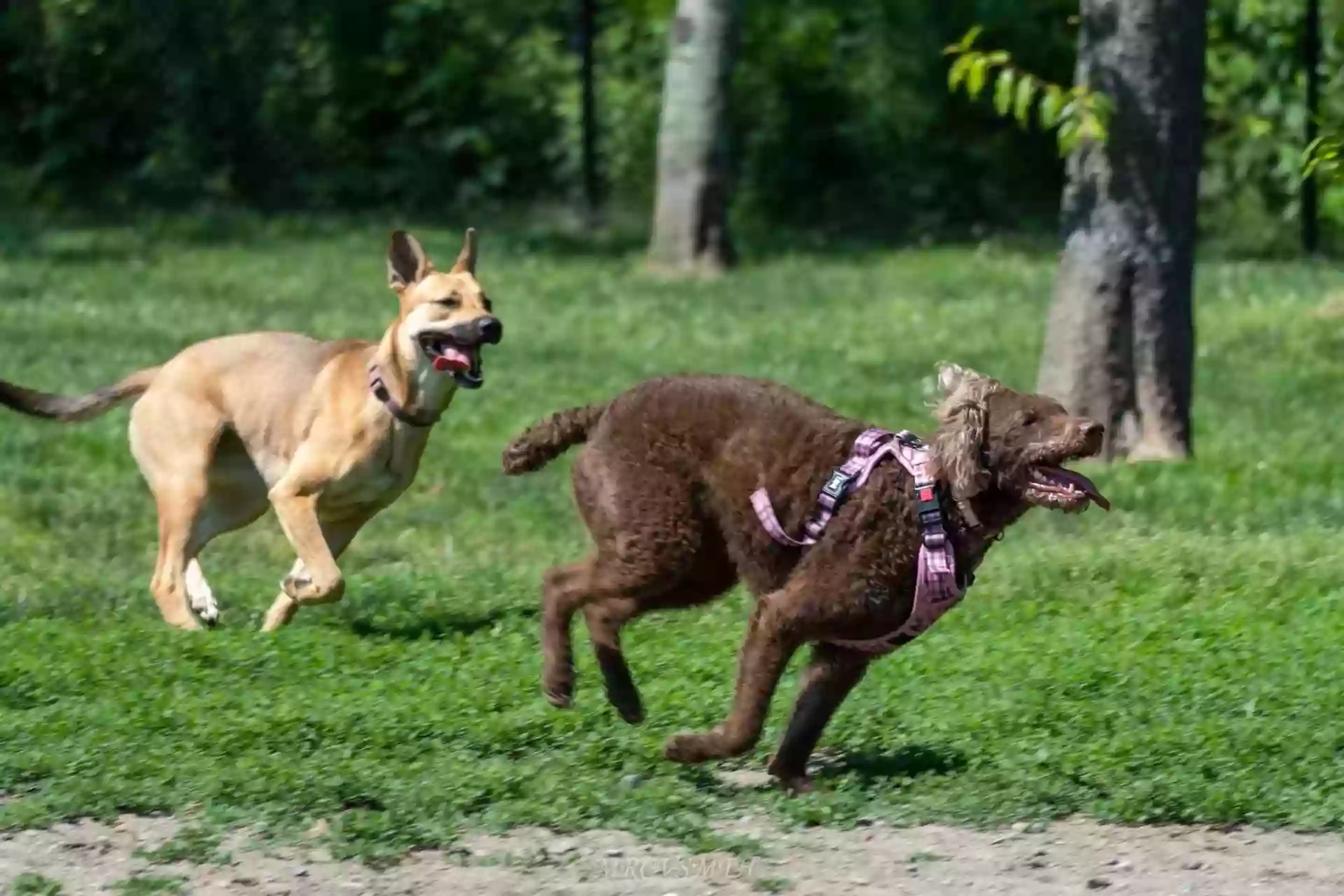 Portsmouth RI Dog Park