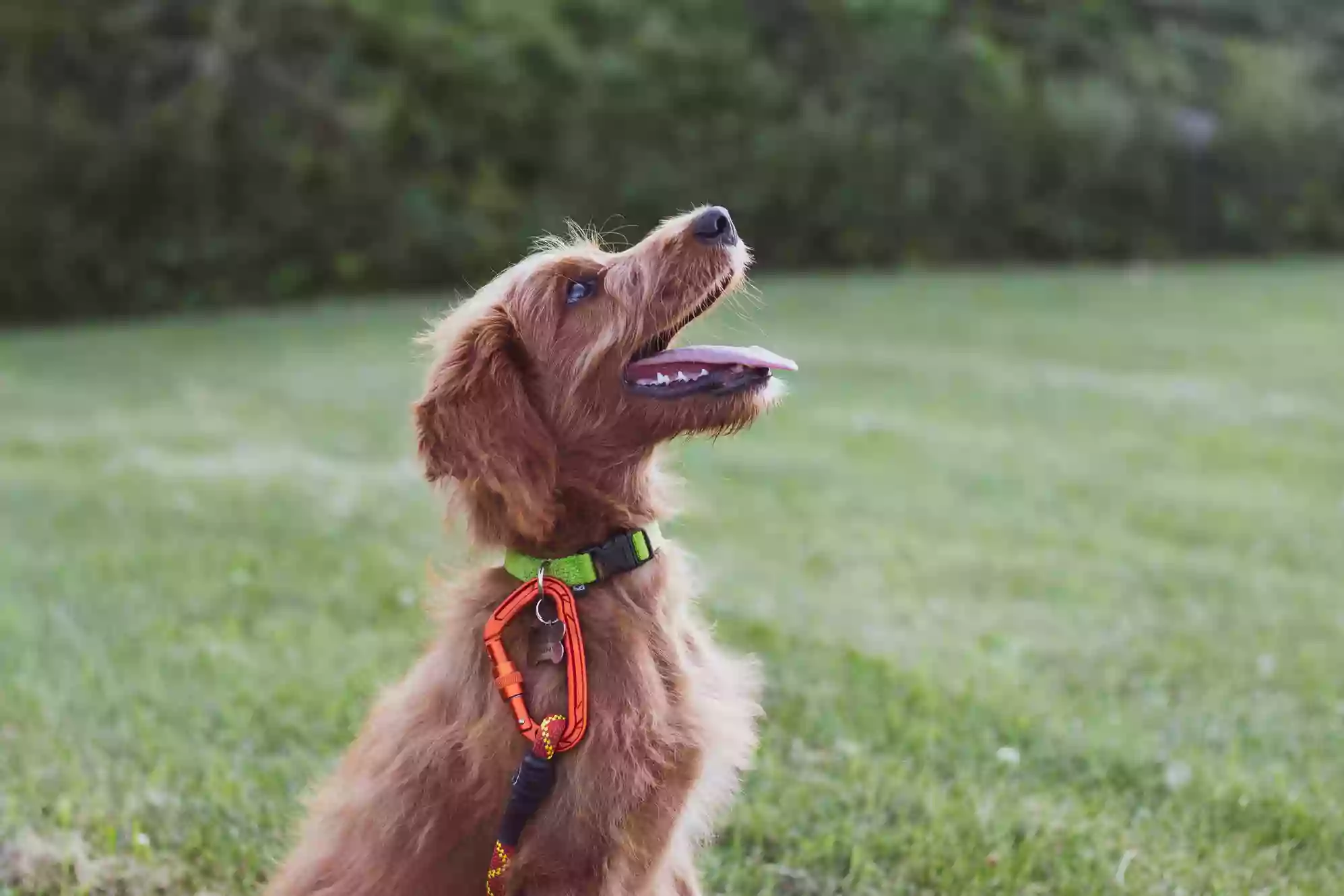 Coaching Canine Companions