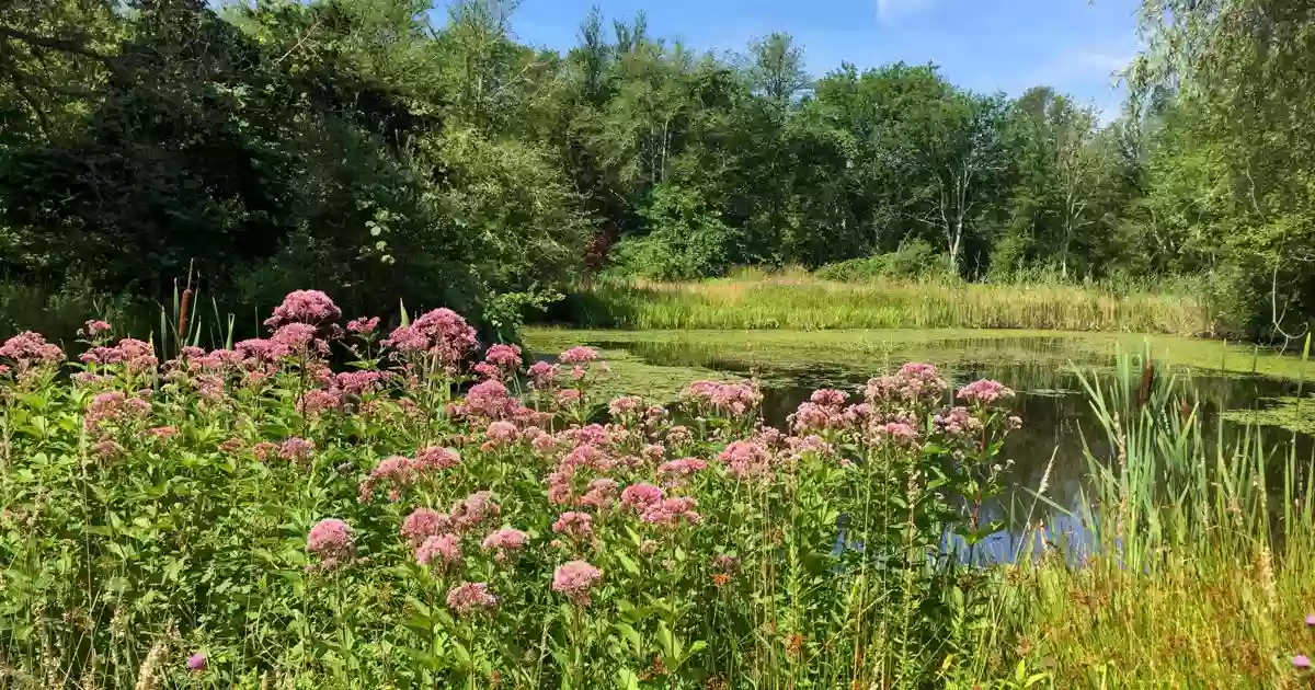 Whitehead Preserve at Dundery Brook