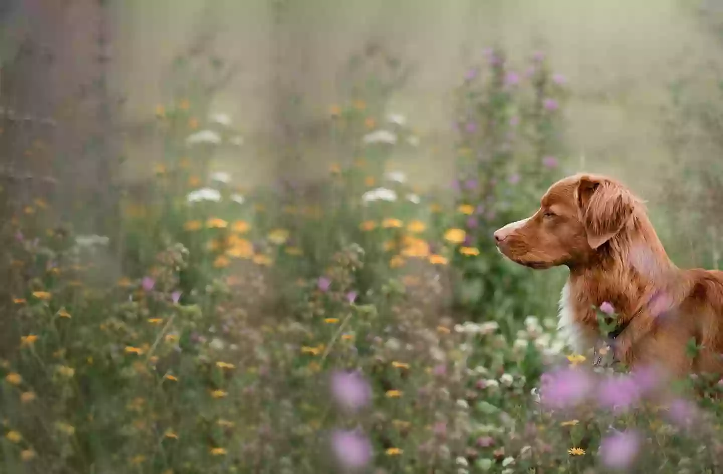 North Greenville Animal Hospital